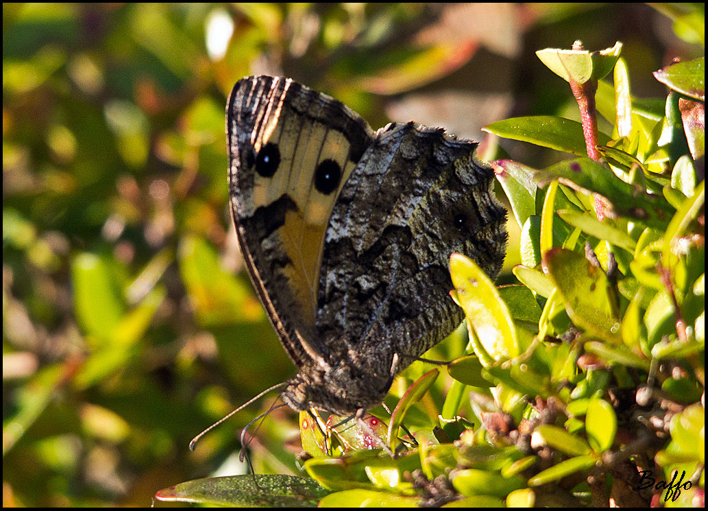 Farfalla da identificare